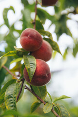 Juicy ripe pink peaches on tree branches 