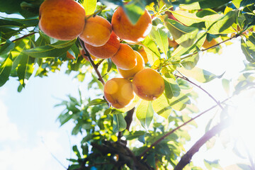close-up Yellow ripe juicy peaches hanging on a tree branch in the backlight of the sun