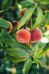 Harvest of peaches on a branch among lush green leaves
