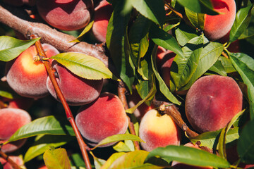 Juicy fragrant peaches close-up on a tree branch © Tetiana