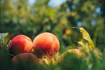 Juicy ripe peaches on the grass 