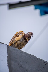 A beautiful pigeon