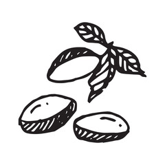 Plum fruit with leaf hand drawn vector illustration on isolated white background