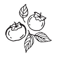 kinglet fruits hand drawn vector illustration on isolated white background