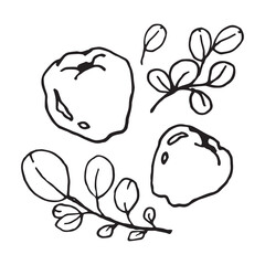 Quince fruit and leaf hand drawn vector illustration on isolated white background