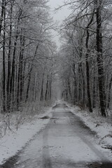 Winter road in the forest with trees covered with snow and hoarfrost on a cloudy day