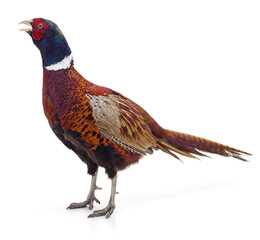 Wild beautiful pheasant.