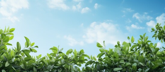 Fototapeta premium A copy space image displaying the contrast between the lush green leaves and intricate branches against the expansive blue backdrop of the sky