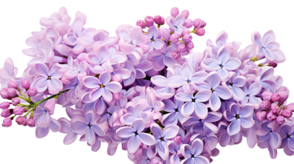 Photograph of a close-up of lilac flowers in full bloom