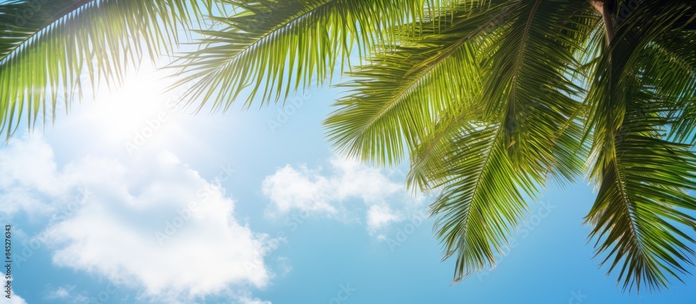 Poster a tropical landscape with sunny rays illuminating palm tops on a blue sky background creating a sunn