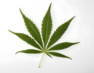 Detailed Cannabis Leaves: A Close-Up of Green Botanical Beauty