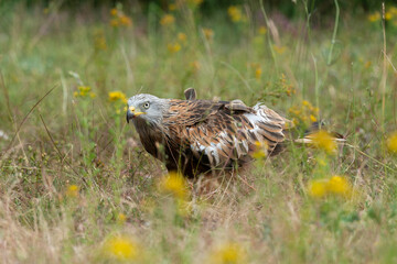 Milan royal,.Milvus milvus , Red Kite
