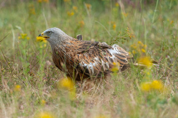 Milan royal,.Milvus milvus , Red Kite