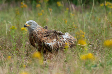 Milan royal,.Milvus milvus , Red Kite