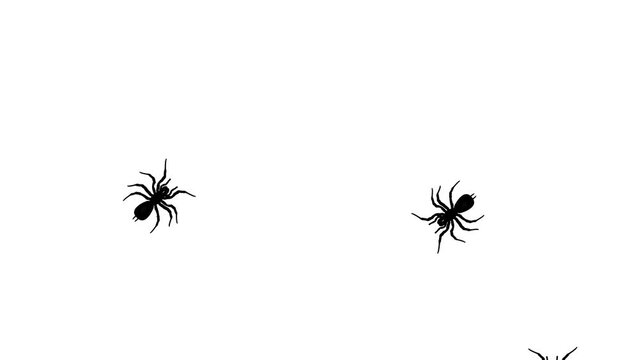Spiders Moving on White Background
