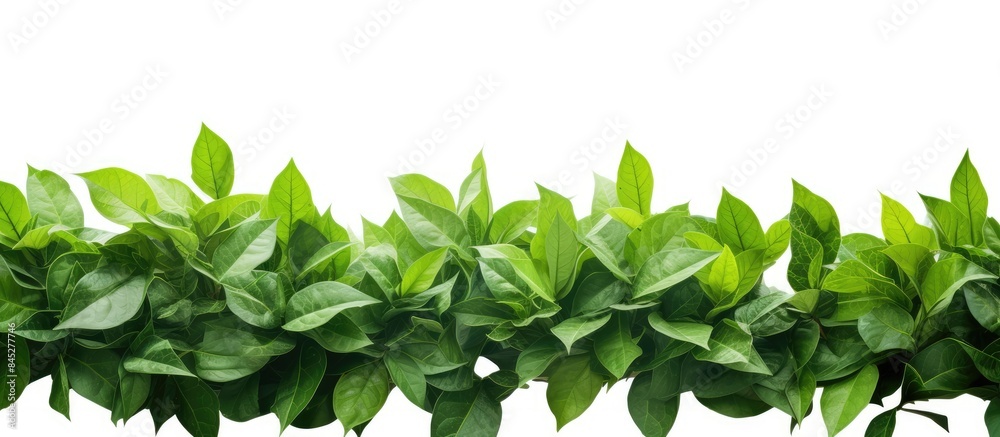 Aufkleber A border of green leaves isolated on a white background without any shadows It evokes the refreshing vibes of spring and summer Perfect for a copy space image