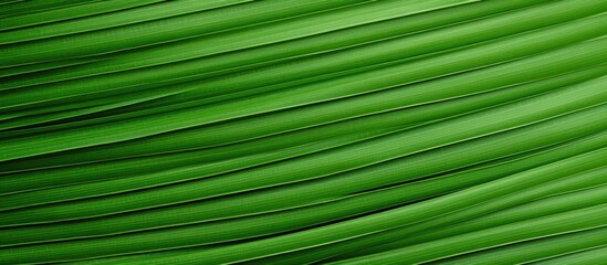 Obraz premium A green tropical Palm leaf with a textured pattern captured in a close up The image shows the abstract seamless green leaves on a natural background with copy space