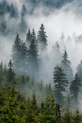 Fog and low clouds in spruce forest at mountains. Tranquil natural background featuring misty weather conditions