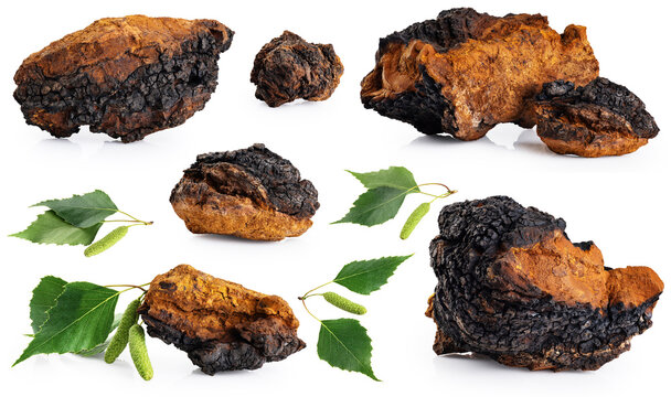 Chaga mushroom pieces with birch leaves isolated on white background. Collection with clipping path.