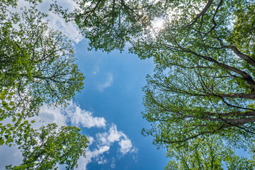 Green forest tree tops canopy, ultra-wide, low-angle view. Sunny