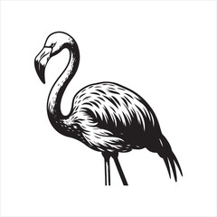 Female Chilean Flamingo