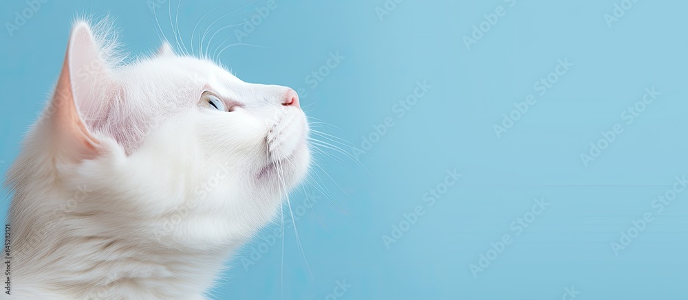 Poster Close up of a white cat s head with its face turned upwards being held by a hand The cat is isolated on a blue background leaving ample space for additional content