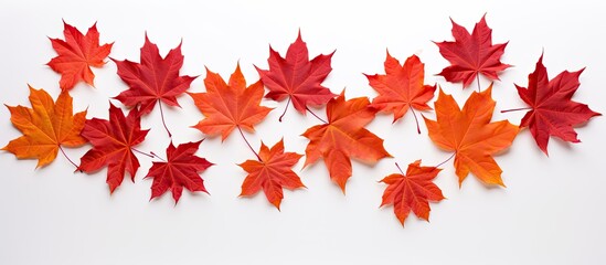Fototapeta premium A vibrant array of maple leaves is scattered on a pure white background visible from both the front and back with a neat cut out shape surrounding them. Creative banner. Copyspace image