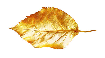 Naklejka premium golden leaf isolated in transparent background