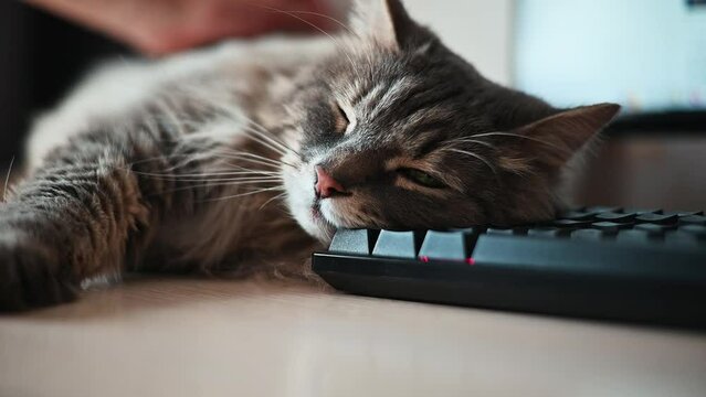 Close-up of a sleeping cat and a hand stroking the pet lying on the keyboard