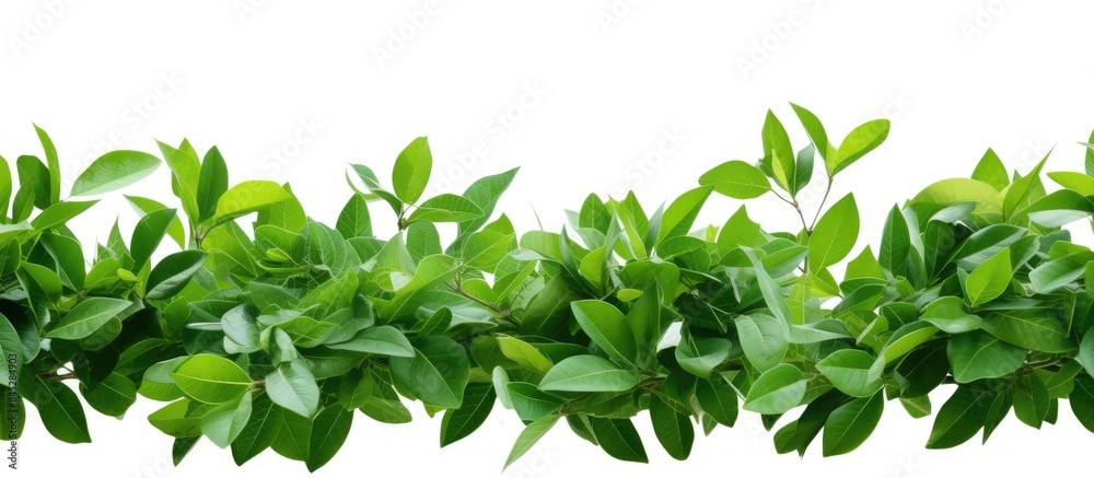Poster A border of green leaves isolated on a white background without any shadows It evokes the refreshing vibes of spring and summer Perfect for a copy space image