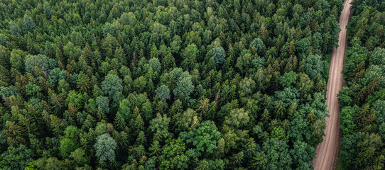 Beautiful panoramic aerial view of the green forest and the dirt road passing through it.