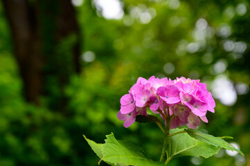 満開のピンクの紫陽花