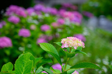 満開のピンクの紫陽花