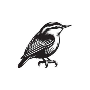 recommend clip art: Nuthatch Bird Silhouette: Vector Illustrations Ideal for Wildlife Art and Decorative Projects- Nuthatch Bird Vector - Nuthatch Bird Illustration.
                    