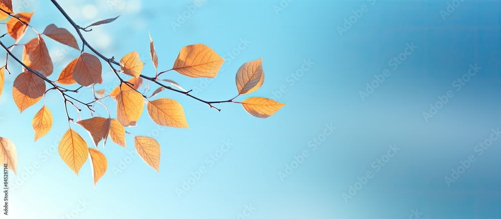 Poster autumnal gingo leaves shine brightly against a serene blue sky creating a beautiful copy space image