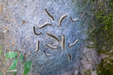 Poisonous oak processionary moth on oak trunk.