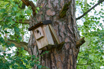 An old broken birdhouse on an old tree.
