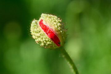 Poppy flower begins flowering and opens.
