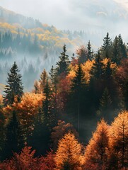 Colorful trees in the forest on a sunny day during autumn showcase a stunning landscape