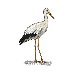 hand drawn illustration of a stork walking