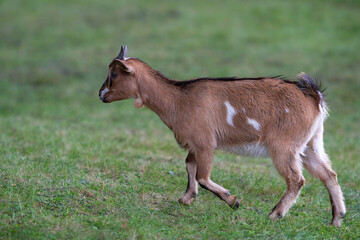 goat on pasture