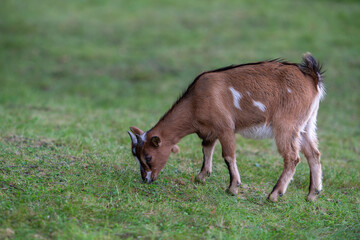 young goat eating grass