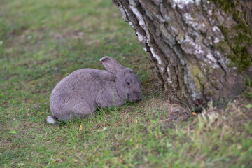 rabbit on the ground