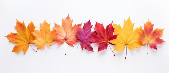 Fototapeta premium A vibrant array of maple leaves is scattered on a pure white background visible from both the front and back with a neat cut out shape surrounding them. Creative banner. Copyspace image