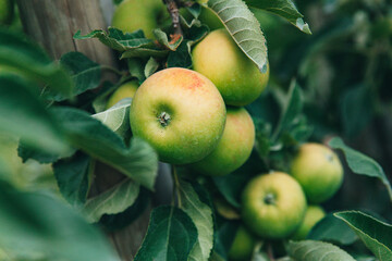 Abundant harvest of green apples on a tree among green leaves close-up