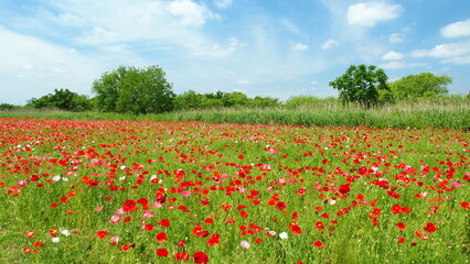 初夏の江戸川河川敷のポピー畑風景
