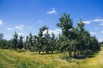 Young apple trees in an apple orchard against a blue sky