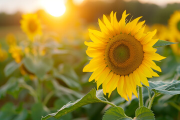 A sunflower field at sunset with a stunning landscape featuring a large sunflower in the foreground. The warm golden light bathes the scene, creating a tranquil and peaceful nature