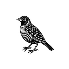 Bird vector art illustration