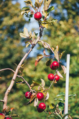 Ripe red apples on a young apple tree close up
